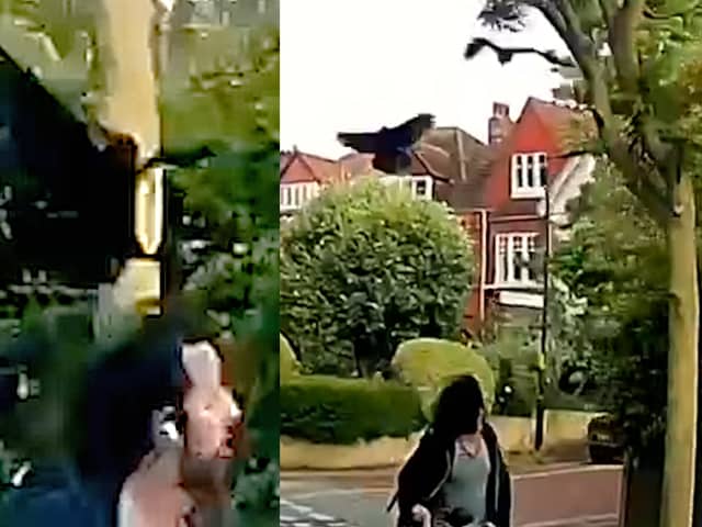 Cyclist is attacked by two crows in London neighbourhood.