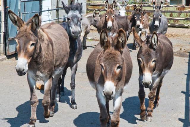 Some of the donkeys that live at Bleakholt